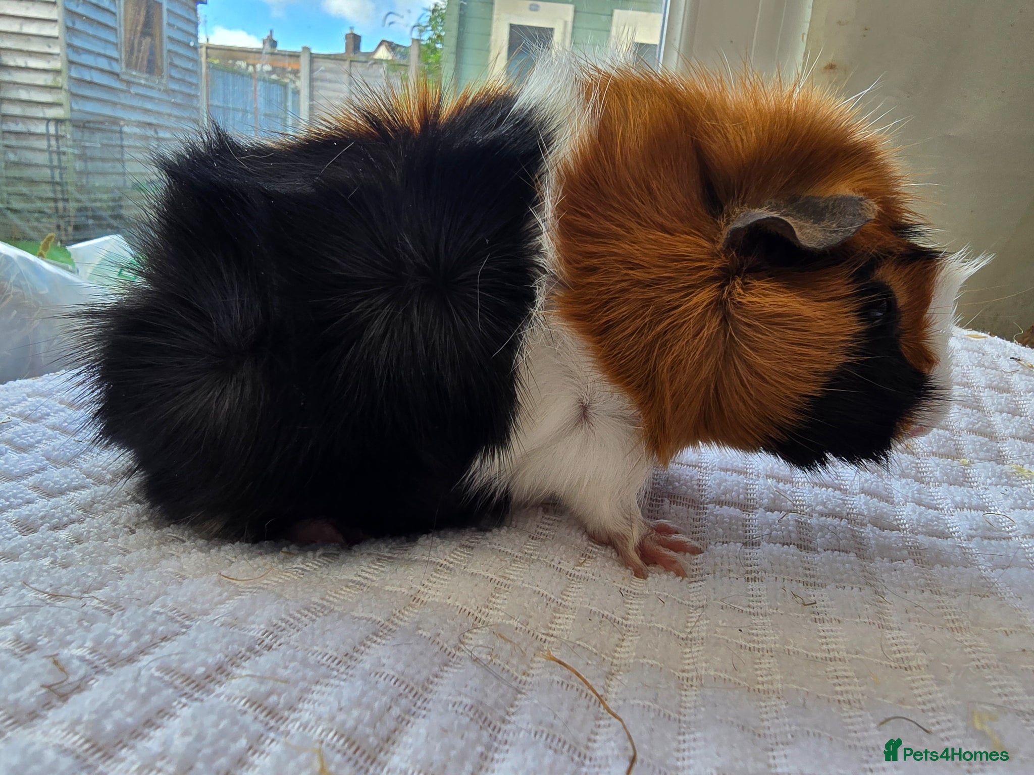 Guinea Pig rodents Abyssinian Guinea Pigs - Advert 15