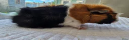 Guinea Pig rodents for sale: Abyssinian & Teddy Guinea Pigs - Advert 8