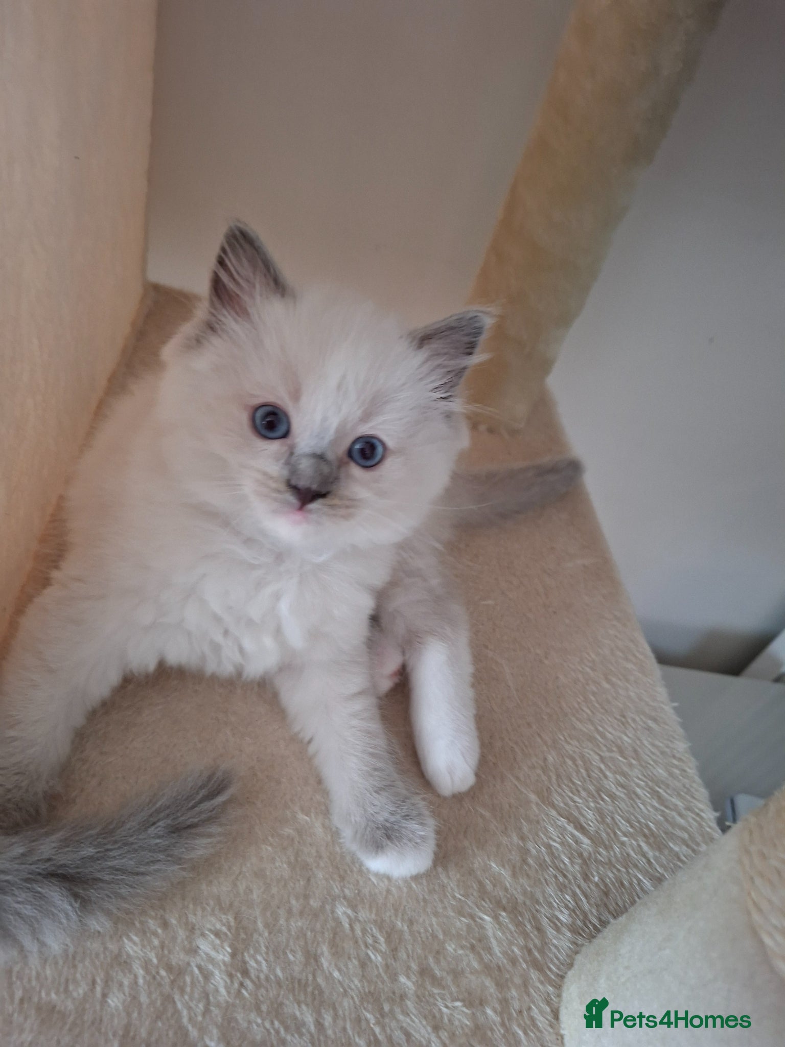 Ragdoll cats Stunning Ragdoll kittens  - Advert 2