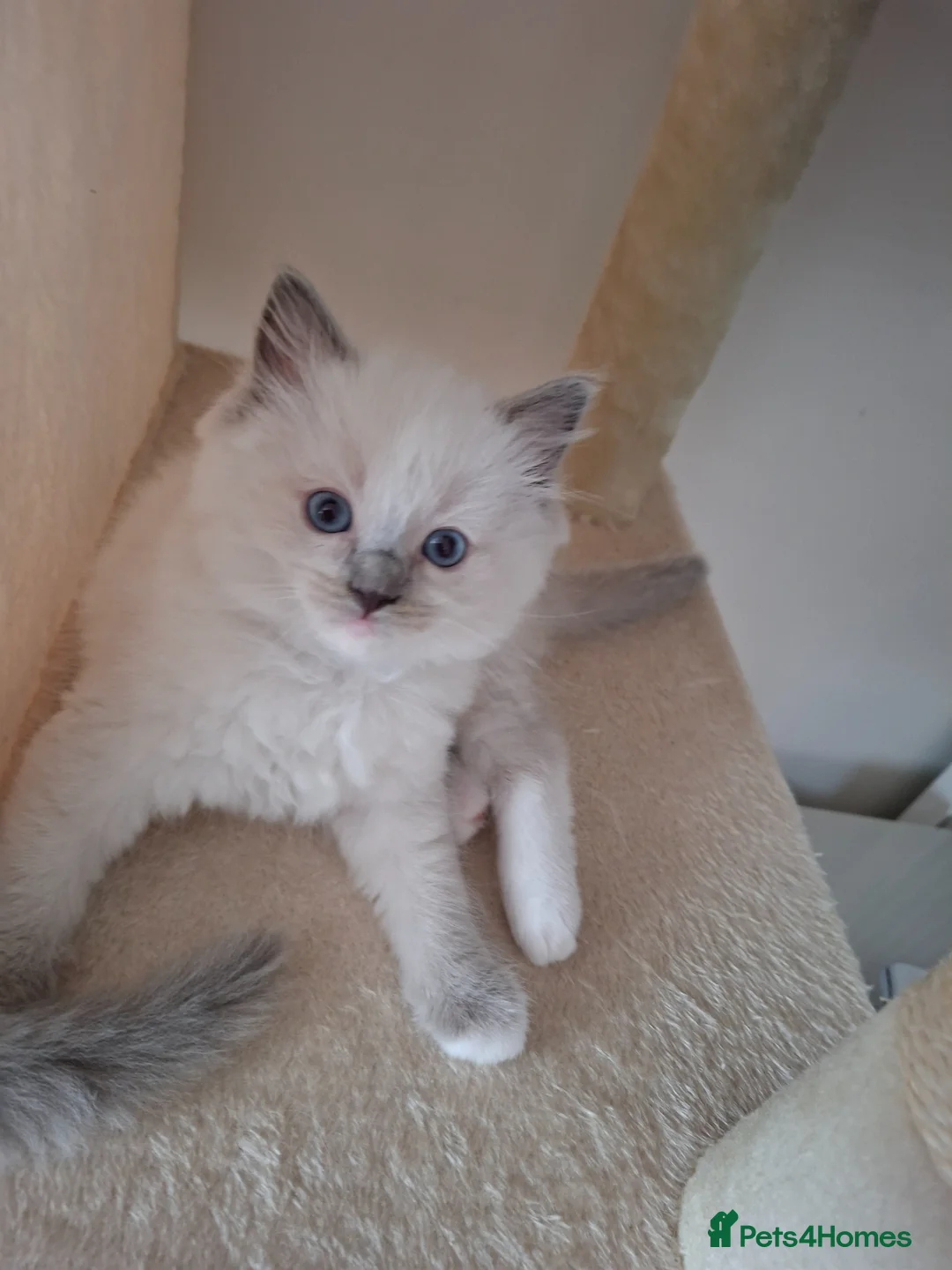 Ragdoll cats for sale: Stunning Ragdoll kittens  - Advert 2