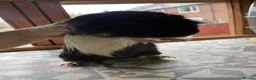 Guinea Pig rodents for sale: Domino the Guinea Pig Looking For New Home.  - Advert 9