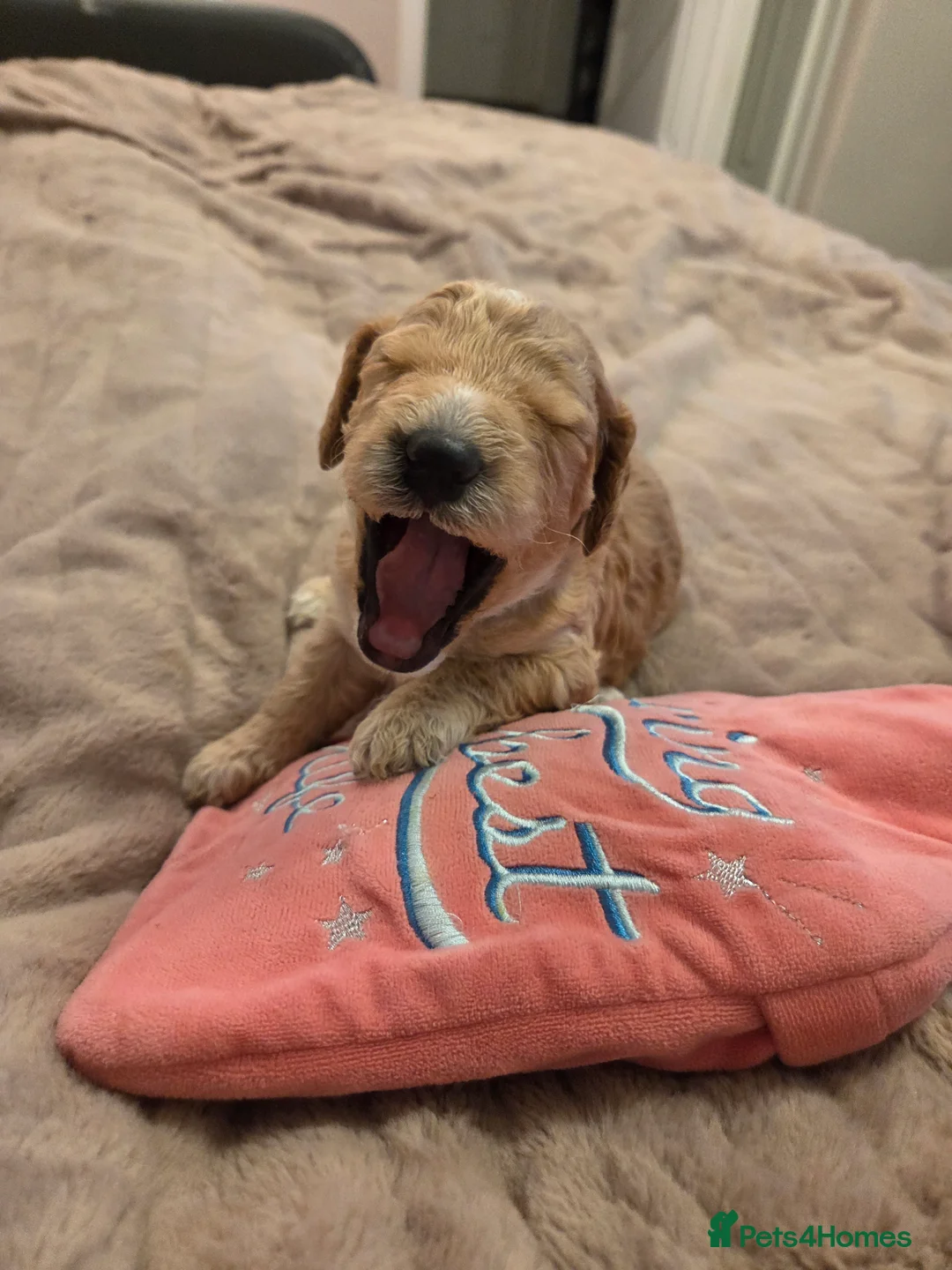 Cockapoo dogs for sale: F2 Cockapoo Puppies - Advert 8