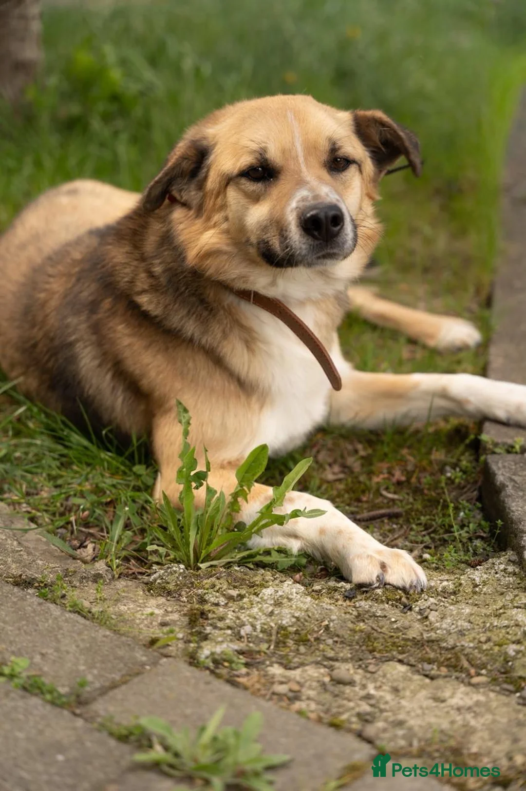 Mixed Breed dogs for adoption: 💙🐶 OLIVER – HE LOVES EVERYONE in Burton-on-Trent - Advert 1