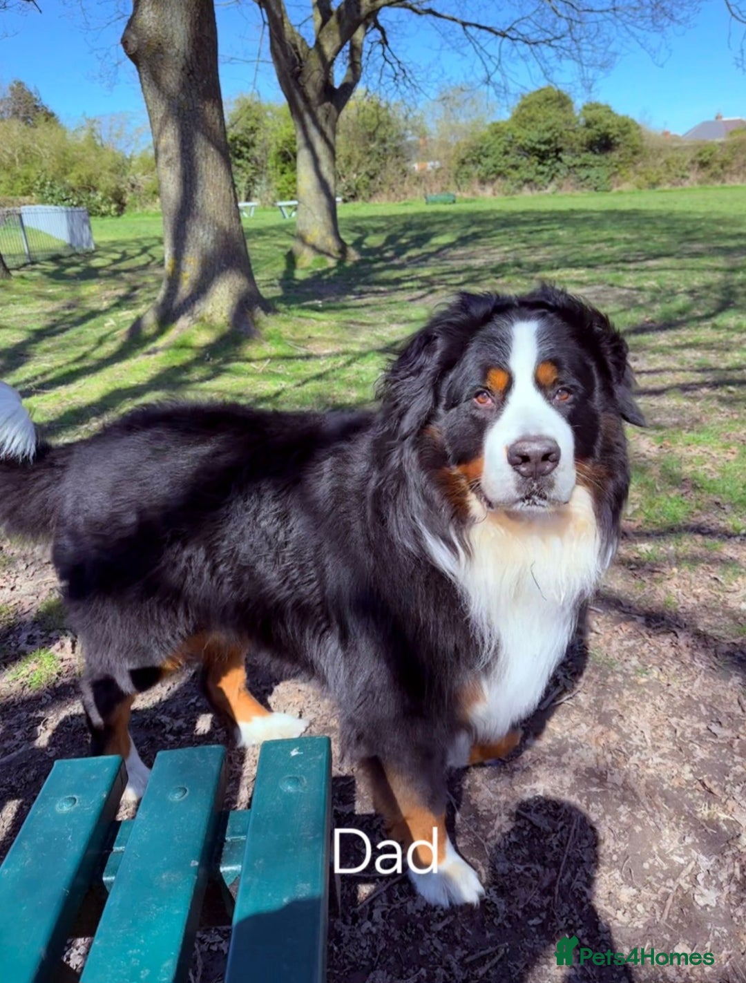 Mixed Breed dogs for sale: Newfoundland X Bernese Mountain Dog Puppies  - Image 2