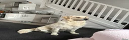 Golden Retriever dogs for stud: Milo would like to meet a girlfriend  in Barnsley - Advert 4