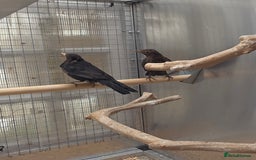 Softbills birds for sale: Black birds - Image 1