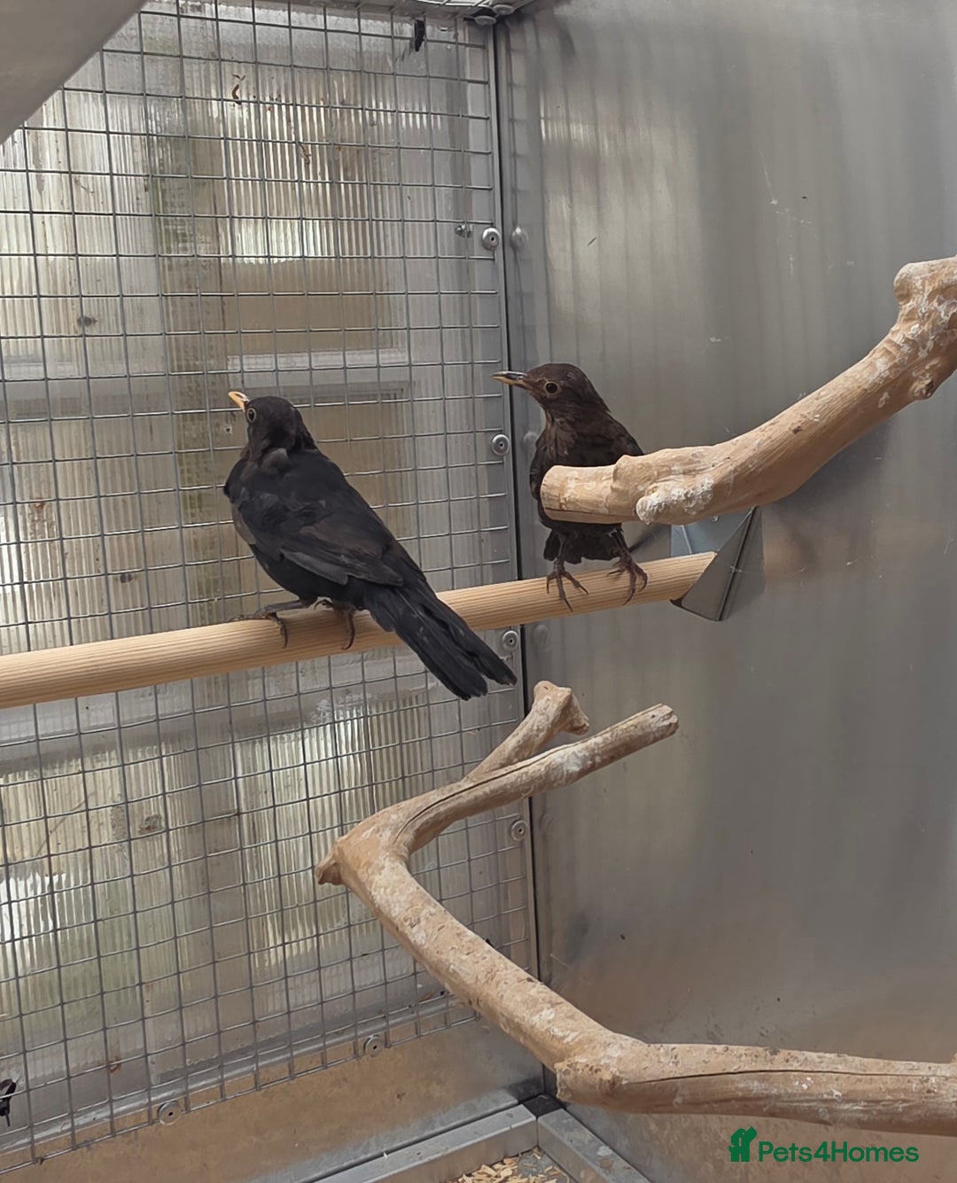 Softbills birds for sale: Black birds - Image 1