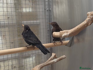 Softbills birds - Advert 1