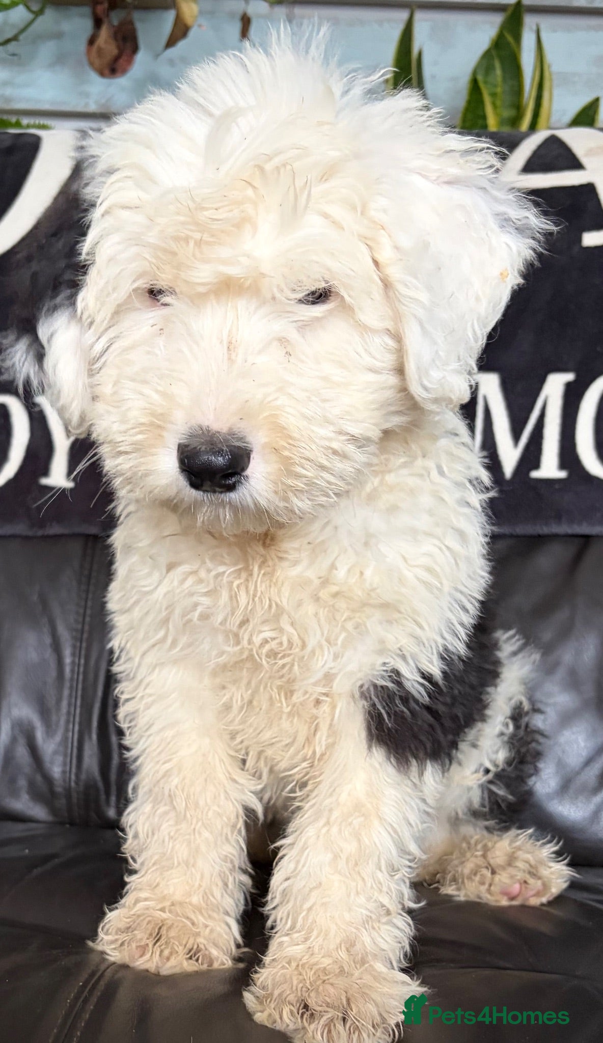 Old English Sheepdog dogs Kc Registered Old English Sheepdogs  - Advert 6
