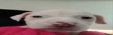 Ren 