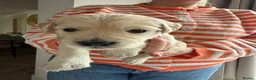 Golden Retriever dogs for sale: Golden Retriever Puppies  - Advert 28