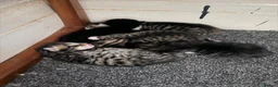Mixed Breed cats for sale: 4 Beautiful Kittens Looking For Loving Homes in Brighton - Advert 8