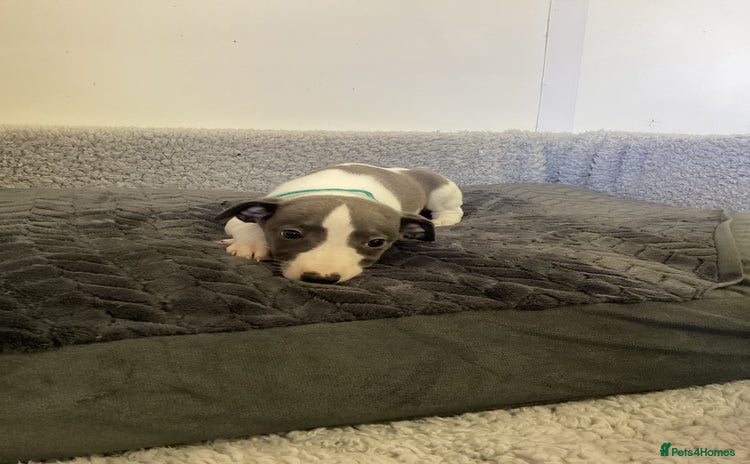 Whippet dogs - Advert 1