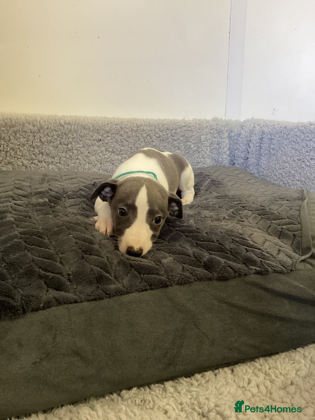 Whippet dogs for sale: Whippet puppies  - Image 1