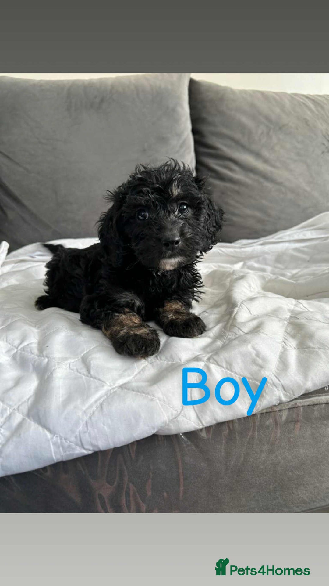 Cockapoo dogs for sale: F2 cockapoo - Image 7