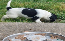 English Springer Spaniel dogs for sale: Quality Spaniel Litter at Sandaharr  - Image 33
