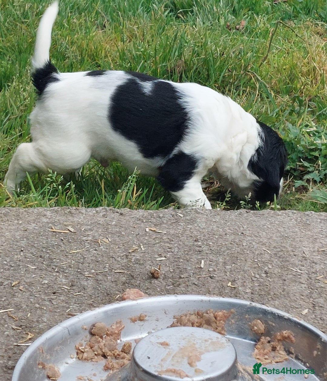English Springer Spaniel dogs for sale: Quality Spaniel Litter at Sandaharr  - Image 33