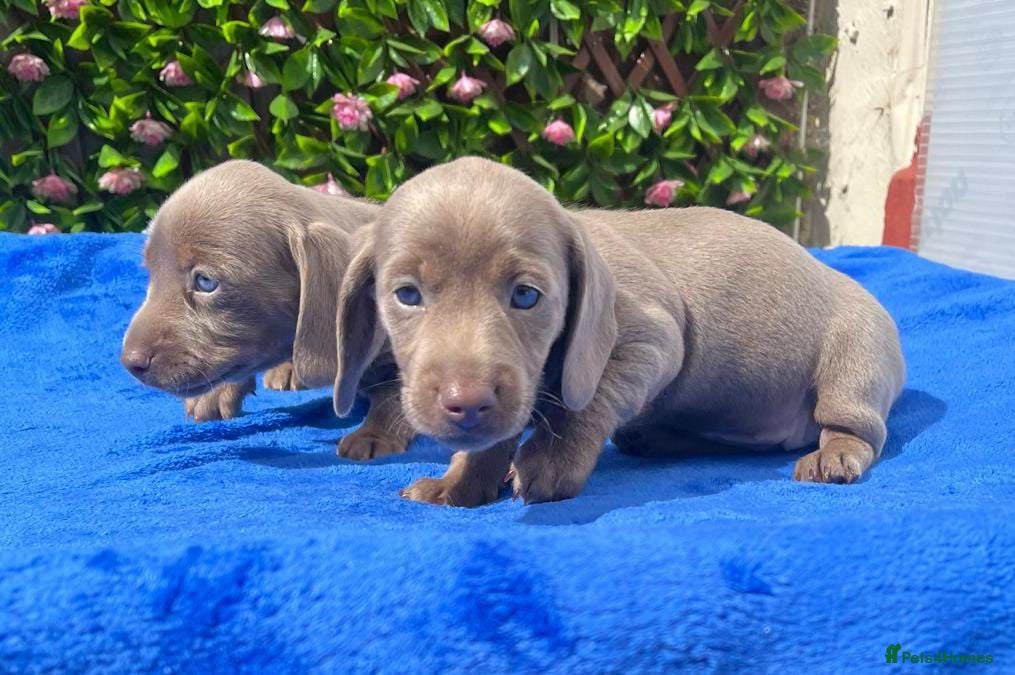Miniature Dachshund dogs KC Reg PRA Clear mini solid colours  - Advert 2