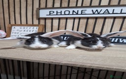 New Zealand rabbits for sale: New Zeland Baby Rabbits  - Image 1