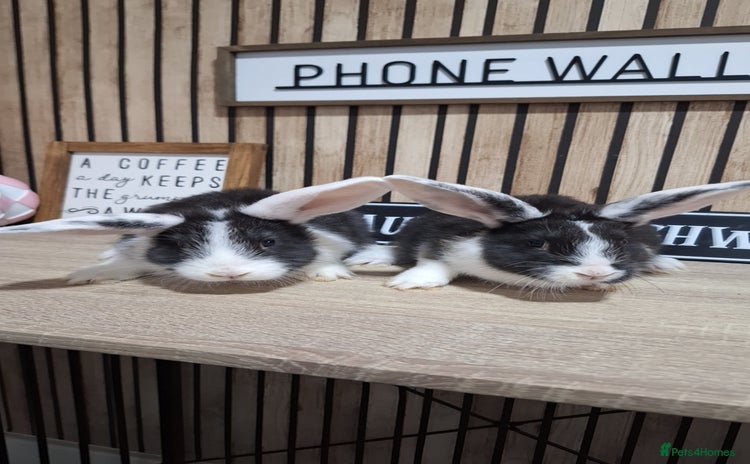 New Zealand rabbits - Advert 3
