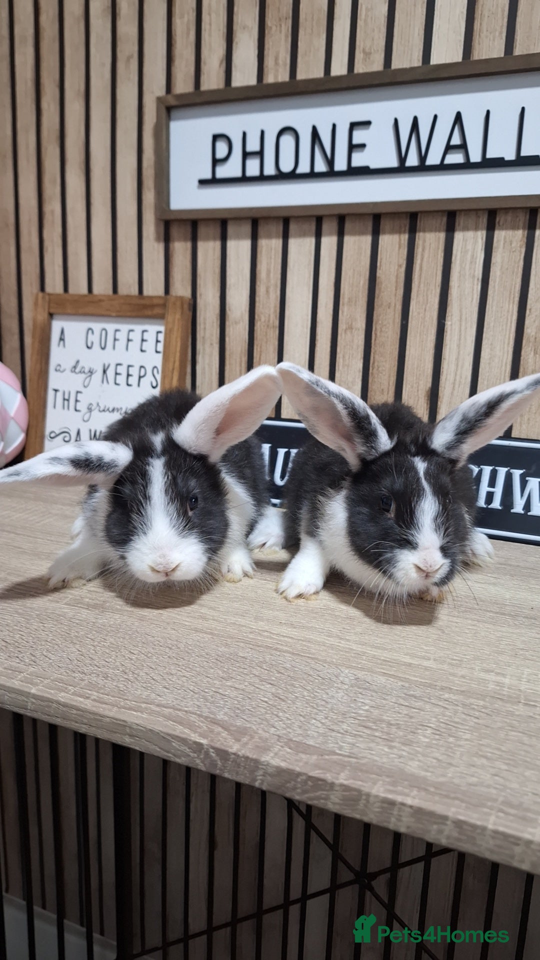 New Zealand rabbits for sale: New Zeland Baby Rabbits  - Image 1