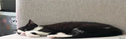 Mixed Breed cats for sale: Gorgeous 9 week old girl Kitten  - Advert 3