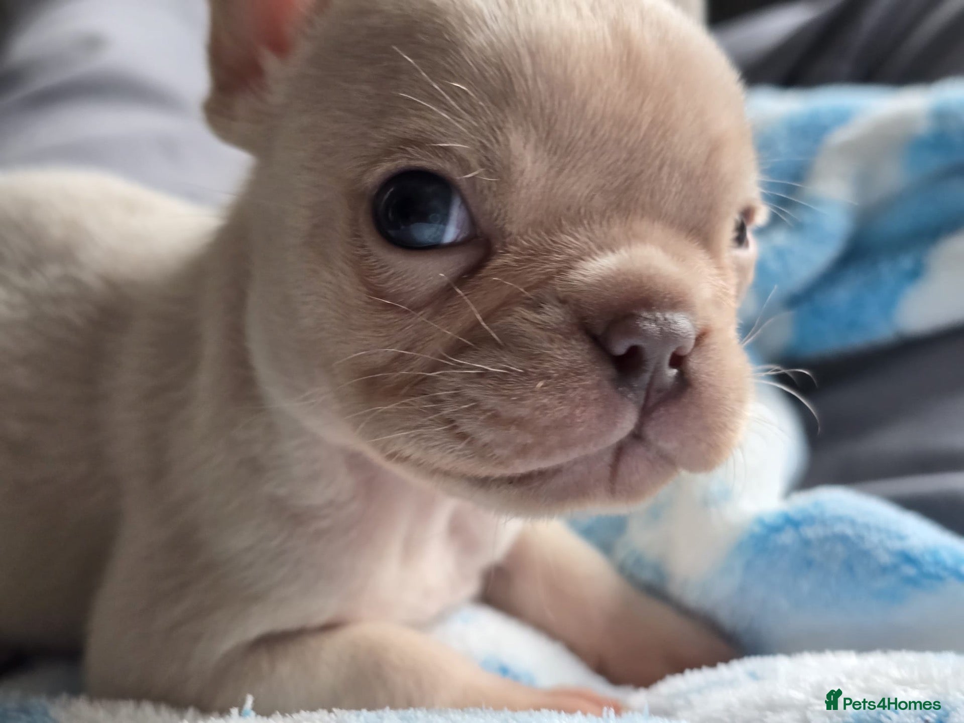 French Bulldog dogs Beautiful KC French Bulldog Puppy  - Advert 16