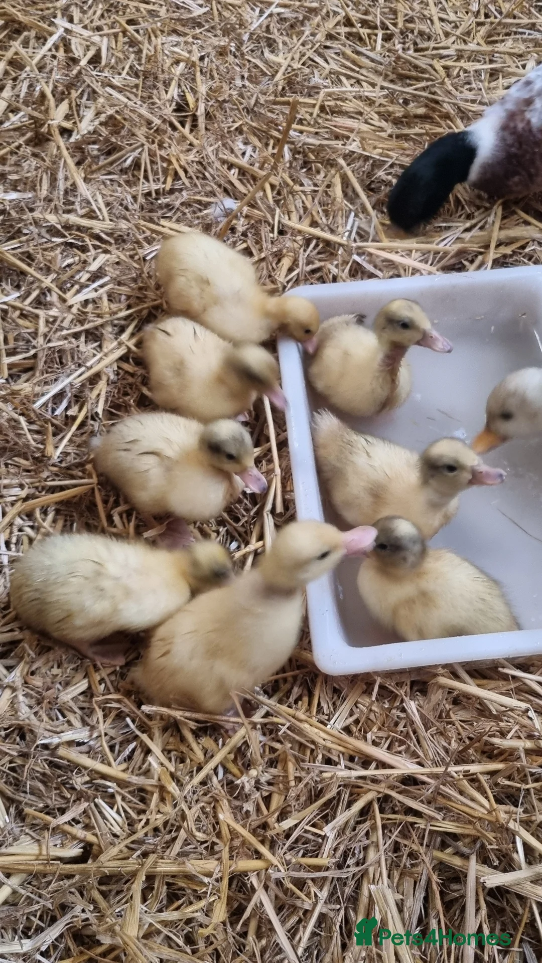 Ducks poultry for sale: Call ducklings - Advert 2