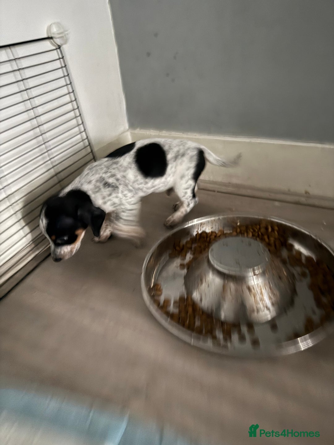 Mixed Breed dogs for sale: Doxipoo - Advert 8