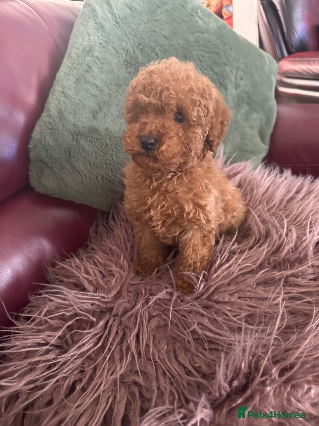 Toy Poodle dogs for sale: Red KC Toy Poodle Puppies. Ready Now!!  - Image 10