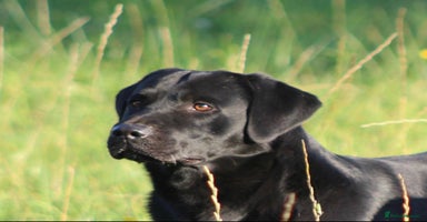 Labrador Retriever dogs - Advert 12