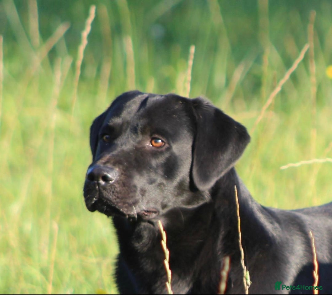 Labrador Retriever dogs for sale: Beautiful KC Registered Labrador Puppies - Image 3