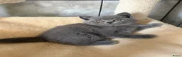 British Shorthair cats for sale: British Short Hair One Beautiful Female Available - Advert 1