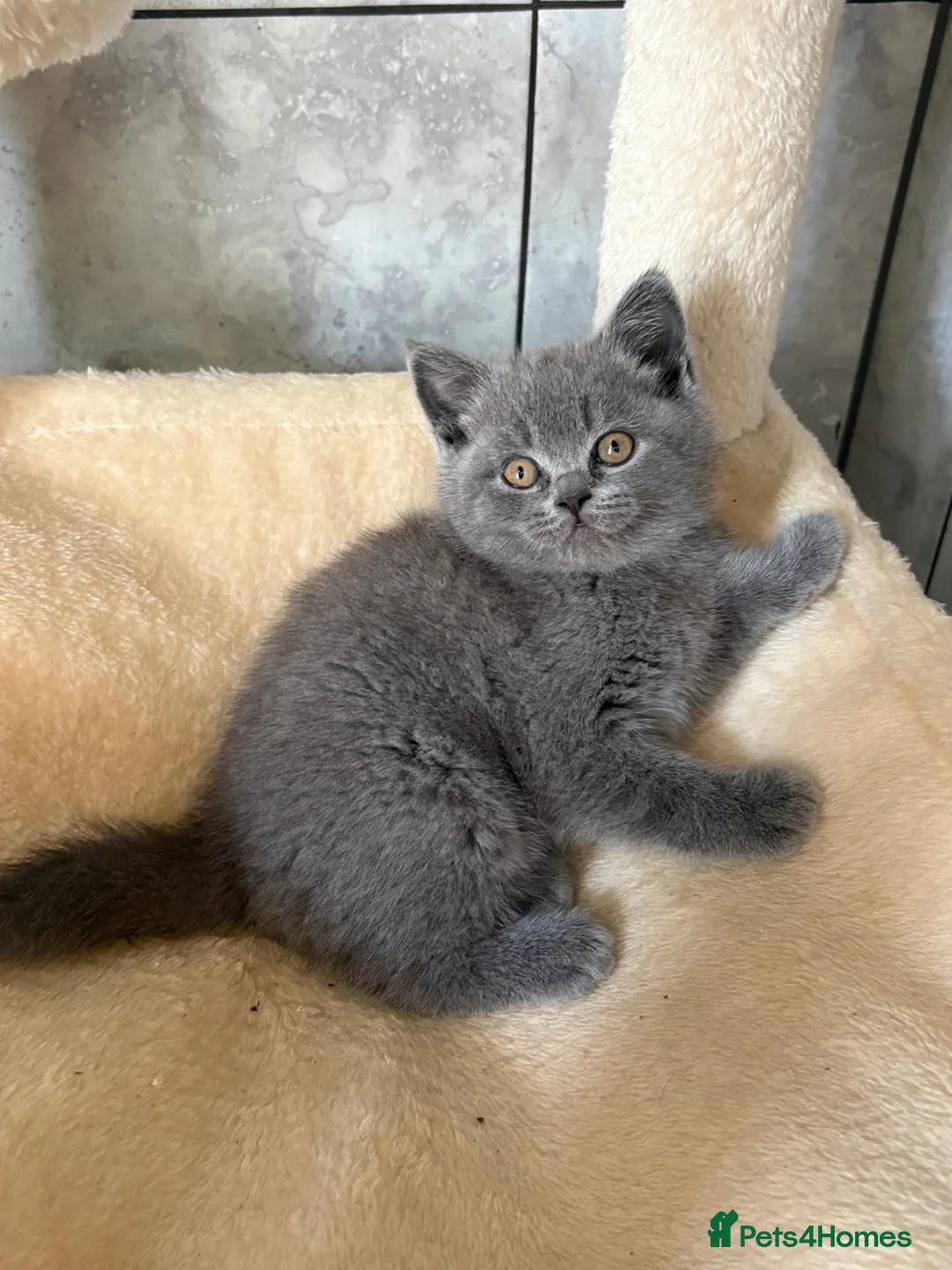 British Shorthair cats for sale: British Short Hair One Beautiful Female Available - Advert 1