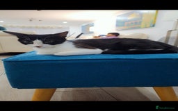 Mixed Breed cats for sale: Beautiful loving cat - FREE to a loving home - Image 3