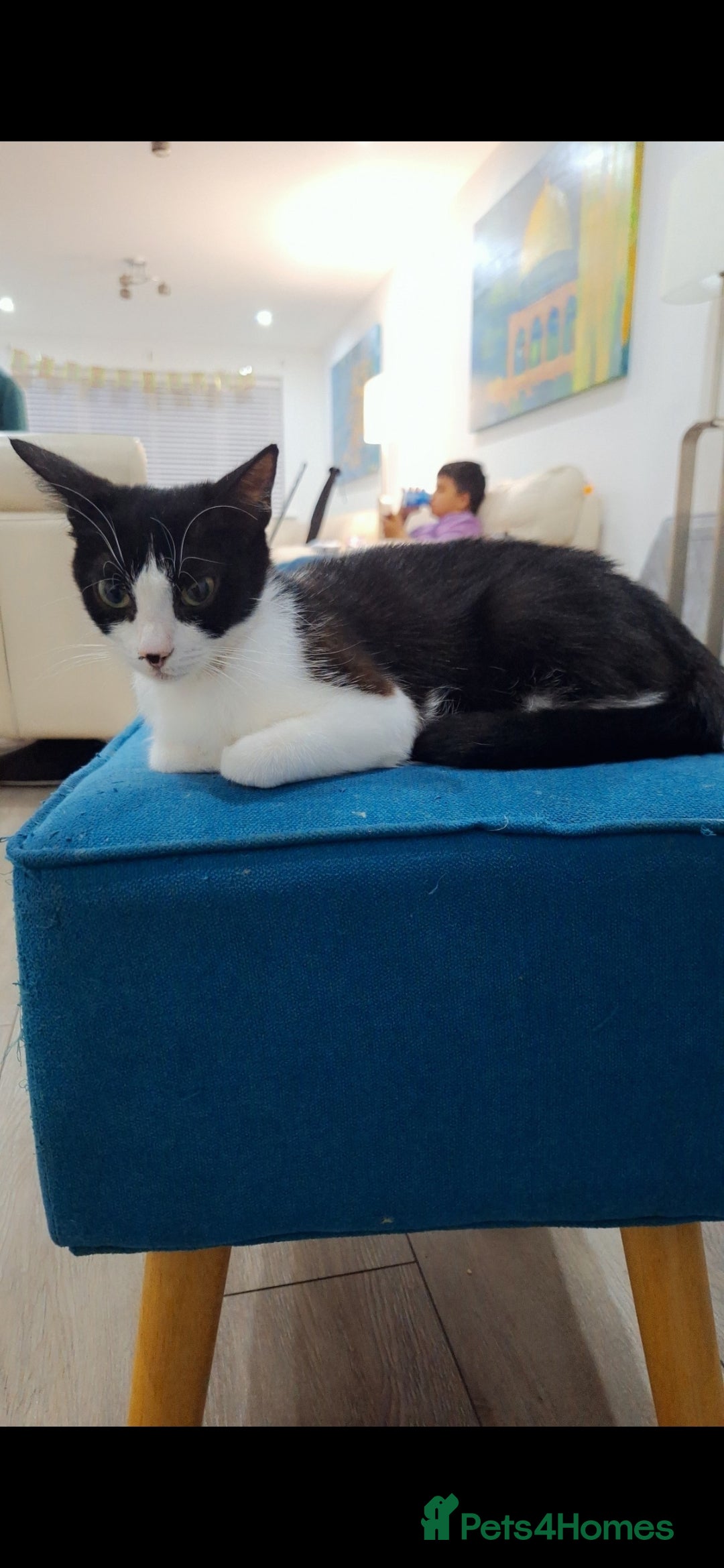 Mixed Breed cats for sale: Beautiful loving cat - FREE to a loving home - Image 3