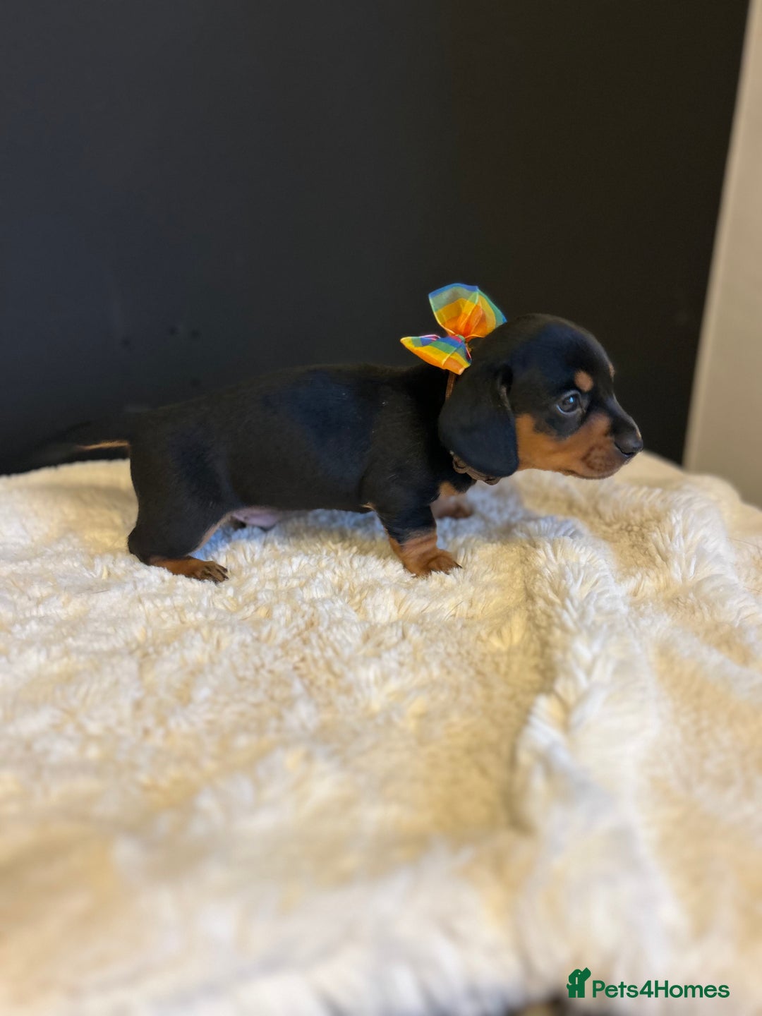 Miniature Dachshund dogs for sale: Smooth Hair Boys -5 star Breeder ⭐️⭐️⭐️⭐️⭐️ - Advert 15