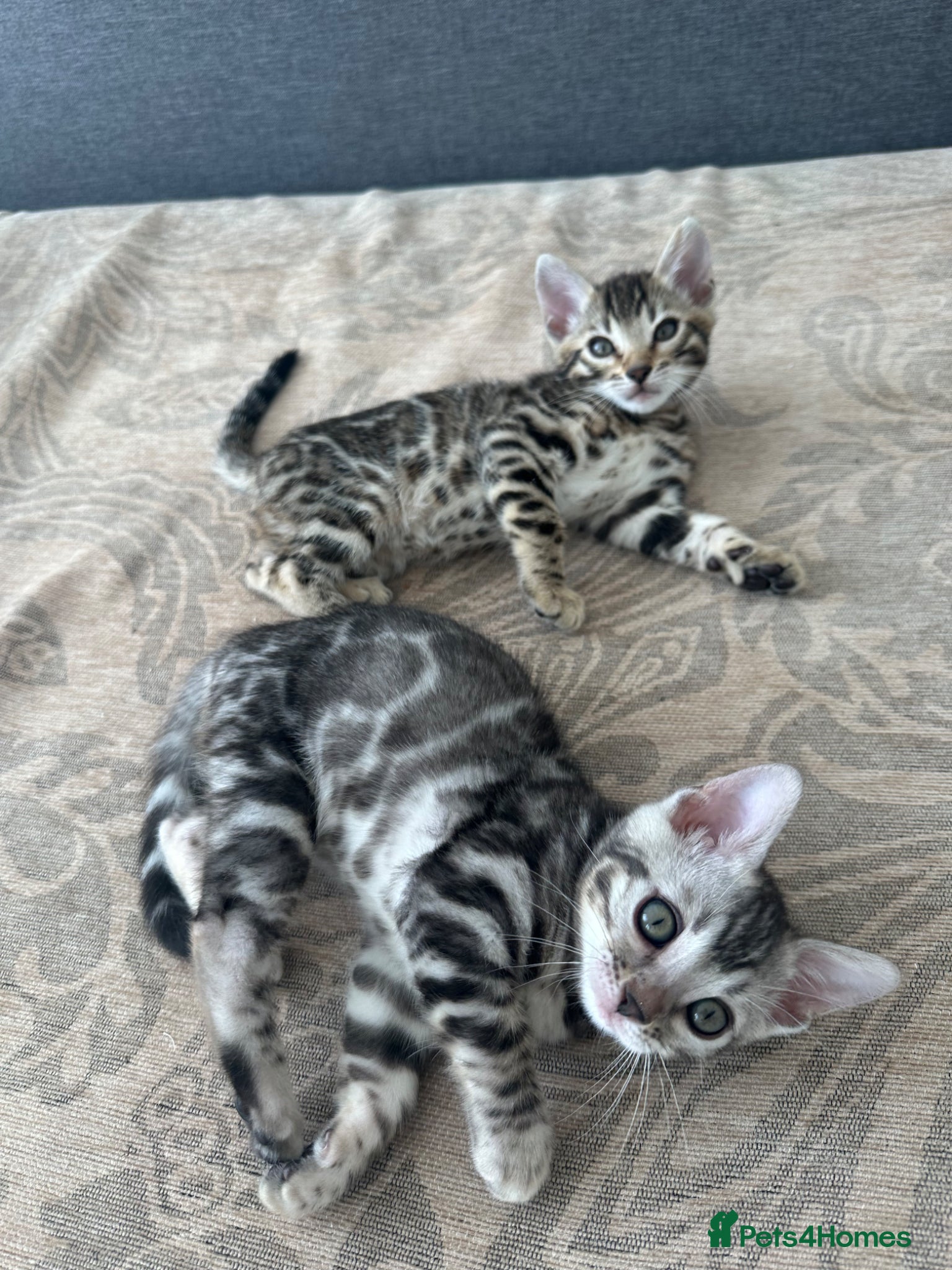 Bengal cats for sale: Bengal kittens for sale in Saffron Walden - Advert 9