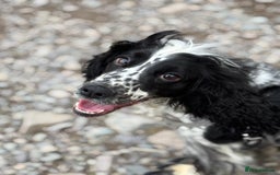 Cocker Spaniel dogs for sale: Lottie - 3 year old cocker - Image 3