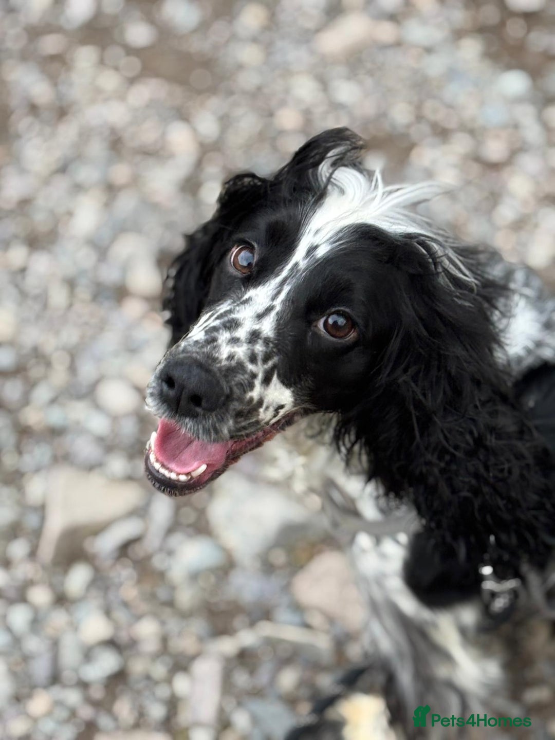 Cocker Spaniel dogs for sale: Lottie - 3 year old cocker - Image 3