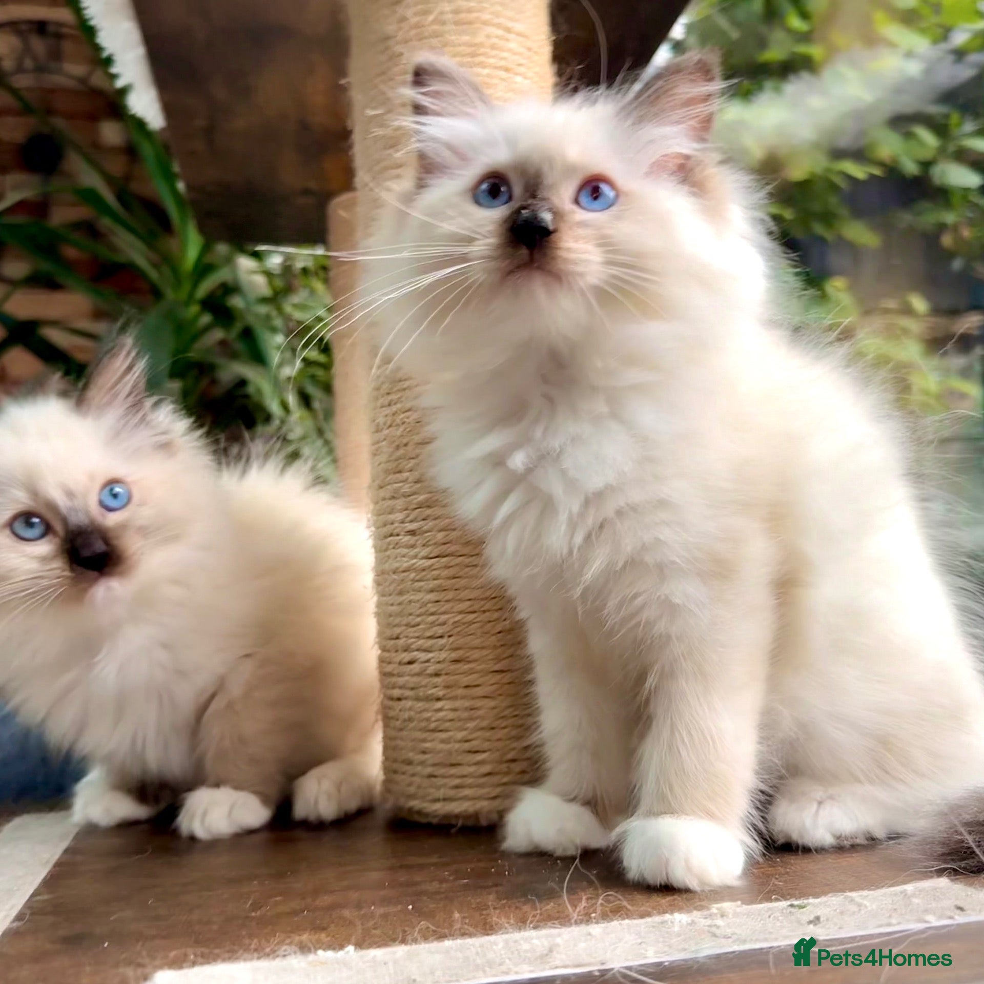 Ragdoll cats 🏆Sired by Imperial Grand Champion TICA REGISTERED - Advert 1