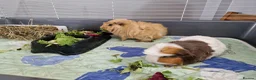 Guinea Pig rodents for sale: 2 x Female guinea pigs with cages, food etc  - Advert 1