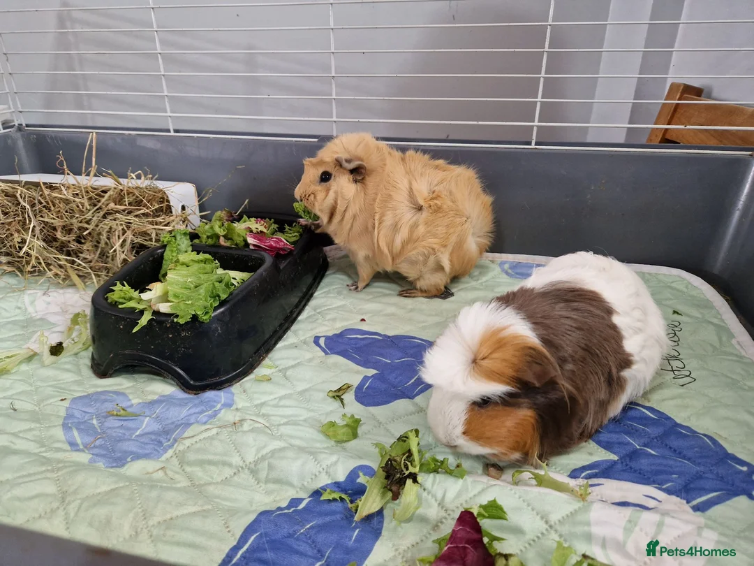 Guinea Pig rodents for sale: 2 x Female guinea pigs with cages, food etc  - Advert 1