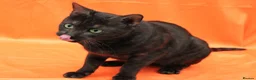 Bengal cats for sale: Retired bengal black smoke  - Advert 3