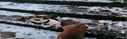 Miniature Dachshund dogs for stud: Kinder piebald miniature dachshund stud kc in Blackburn - Advert 31