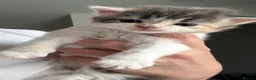Mixed Breed cats for sale: Mix litter in Barnsley - Advert 5