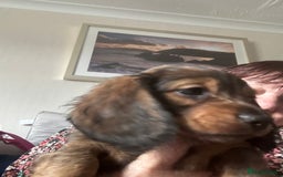 Miniature Dachshund dogs for sale: 2 left of a litter of 6 - Image 6