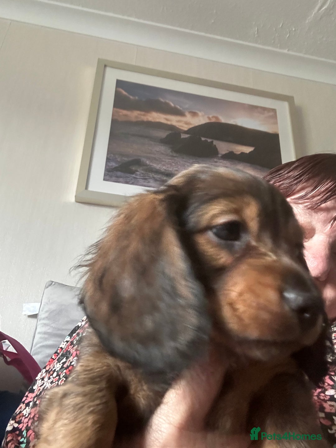 Miniature Dachshund dogs for sale: 2 left of a litter of 6 - Image 6