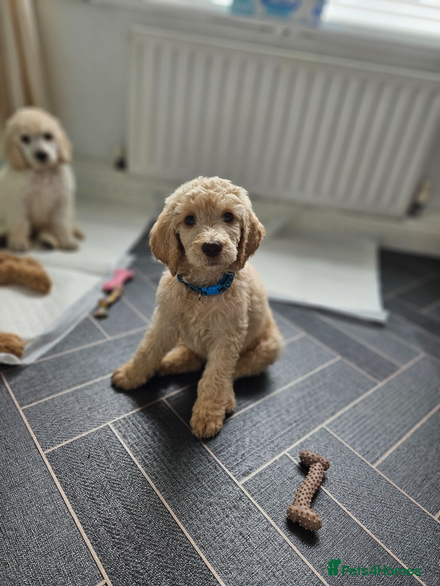 Standard Poodle dogs 🩵Standard poodle boys🩵 - Advert 2