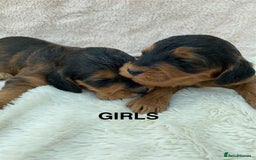 Cockapoo dogs for sale: F1 Cockapoo Puppies  - Image 10